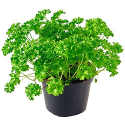 *PRODUIT BLOQUE*PERSIL PLAT GRAND POT X6